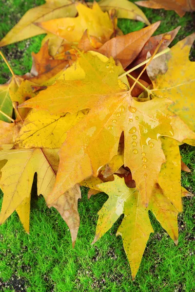 Maple leaves in park, close-up — Stock Photo, Image