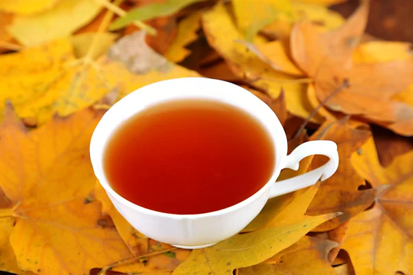 Cup of hot beverage, on yellow leaves background — Stock Photo, Image