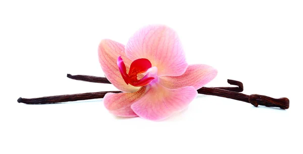 Beautiful blooming orchid and vanilla sticks isolated on white — Stock Photo, Image