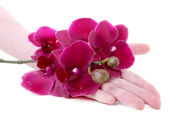 Ruka s krásnou kvetoucí orchidej izolovaných na bílém — Stock fotografie