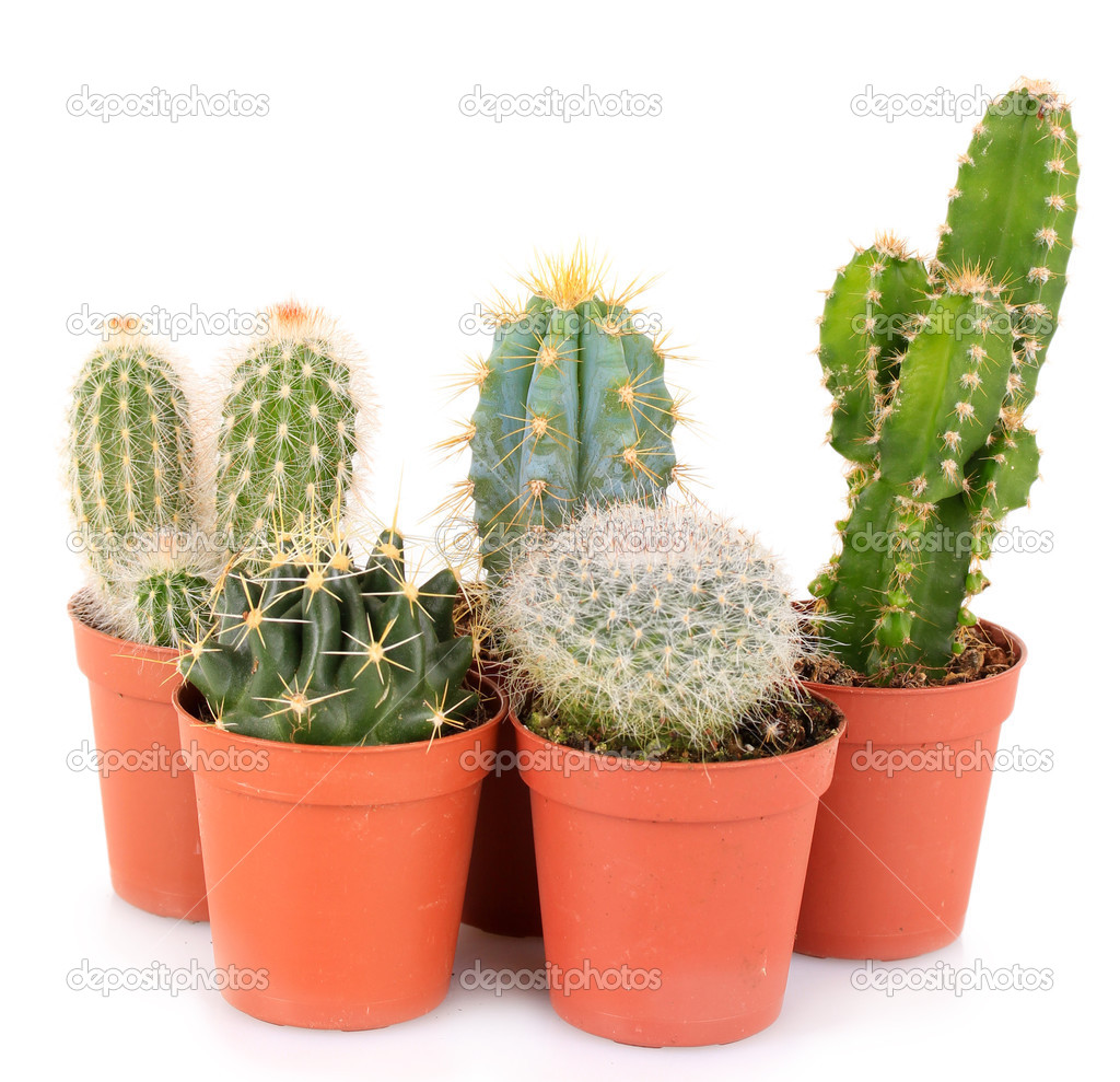 Collection of cactuses, isolated on white