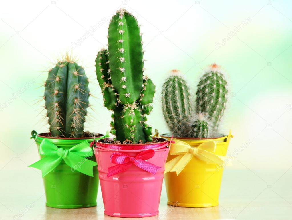 Collection of cactuses in bright pails on wooden table
