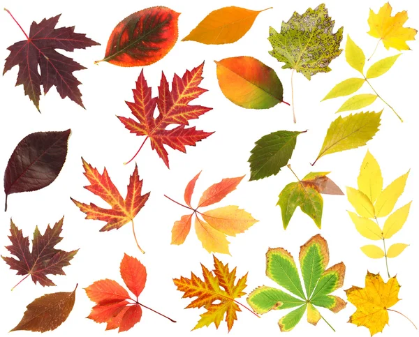 Collectie van prachtige gekleurde herfstbladeren geïsoleerd op wit — Stockfoto