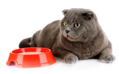 kedi üzerinde beyaz izole gıda ile