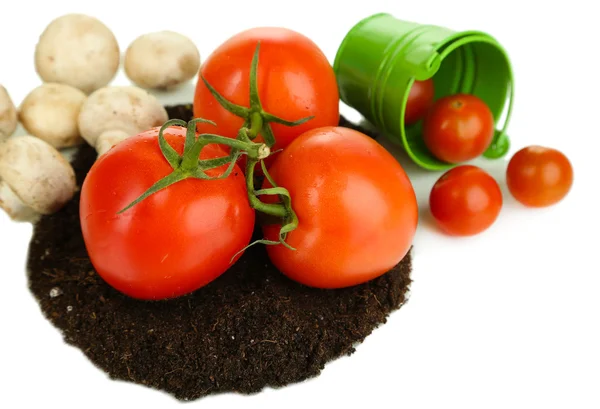 Gemüse auf dem Boden isoliert auf weiß — Stockfoto