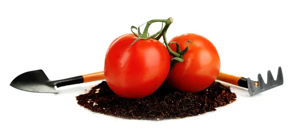 Tomaten op grond geïsoleerd op wit — Stockfoto