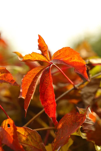 Feuilles rouges sur fond lumineux — Photo