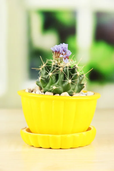 Cactus en maceta con flor, sobre alféizar de ventana de madera —  Fotos de Stock