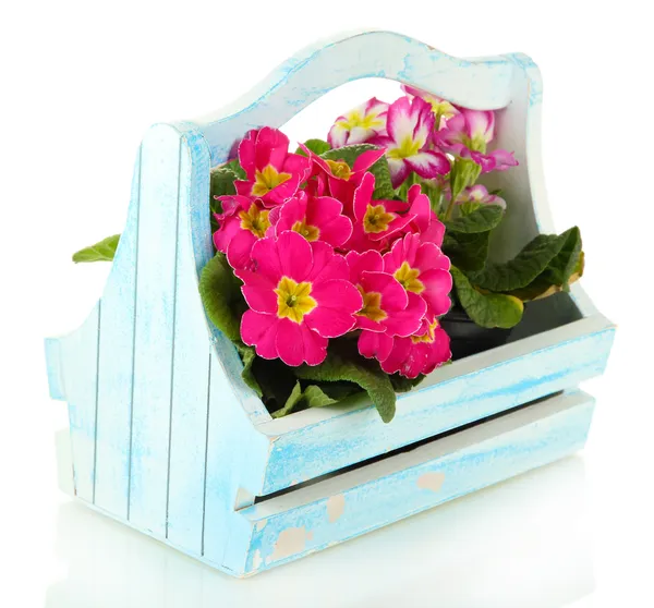 Hermosas primulas rosadas en cesta de madera, aisladas en blanco —  Fotos de Stock