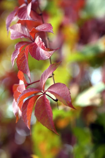 Red leaves on bright background — Stock Photo, Image