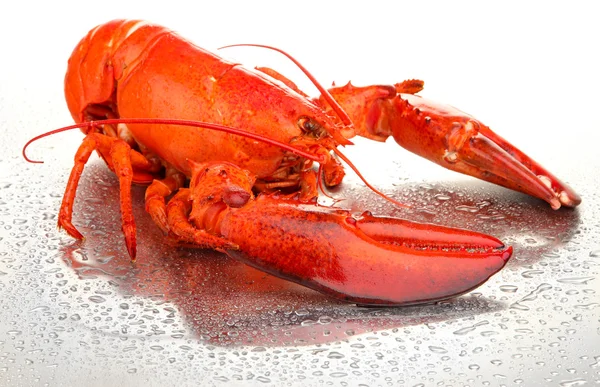 Langosta roja aislada sobre blanco — Foto de Stock