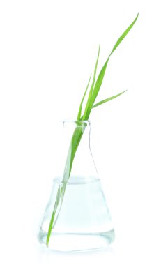 test tüpü içinde bitki