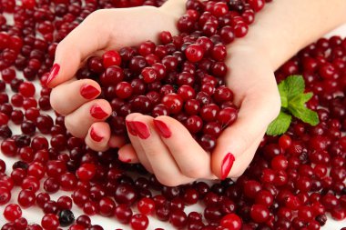 Woman hands holding ripe red cranberries, close u clipart