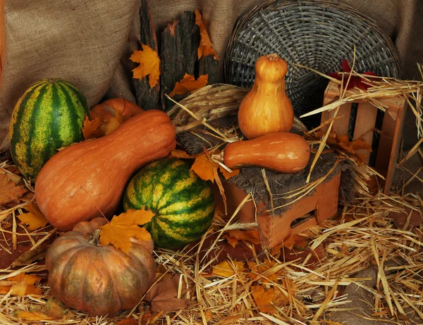 Pumpkins and watermelons — Stock Photo, Image