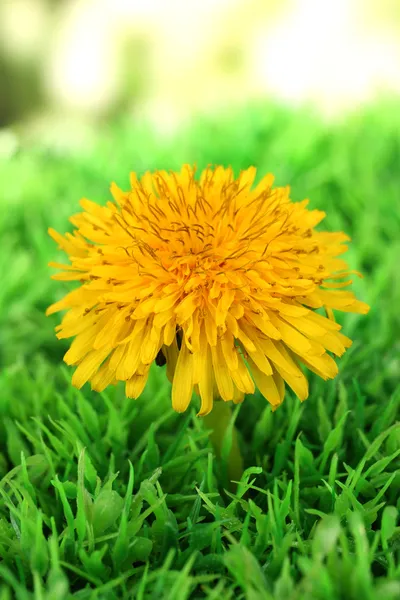 Квітка кульбаби на траві — стокове фото