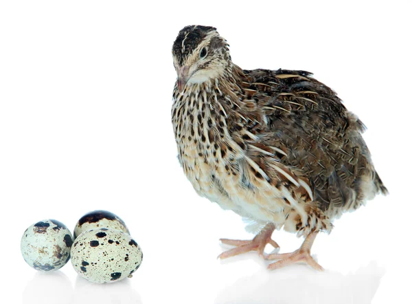 Young quail with eggs — Stock Photo, Image