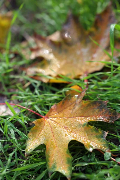 Esdoorn bladeren — Stockfoto