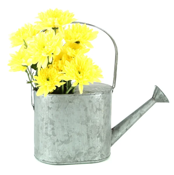 白で隔離される水まき缶で黄色の菊の花 — ストック写真