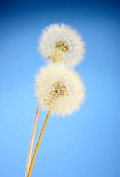 Mooie paardebloemen met zaden — Stockfoto