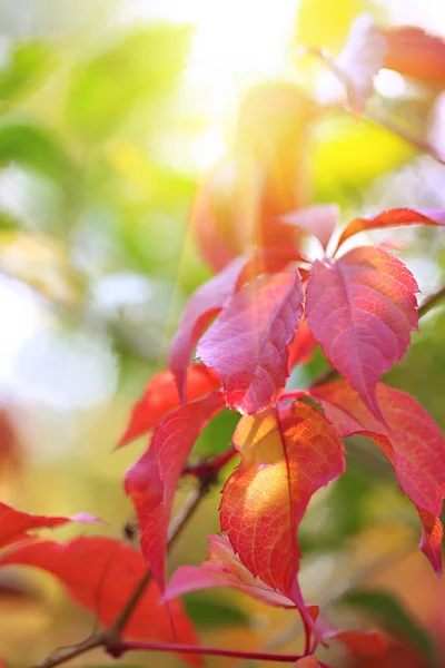 Foglie rosse su sfondo luminoso — Foto Stock