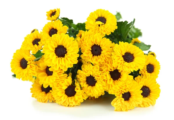 Schöne gelbe Chrysantheme — Stockfoto