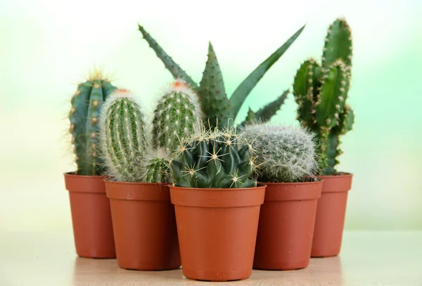 Collection of cactuses — Stock Photo, Image