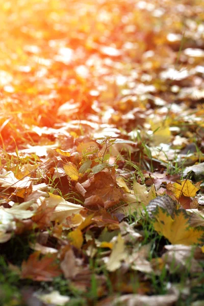 Maple leaves in park, close-up — Stock Photo, Image