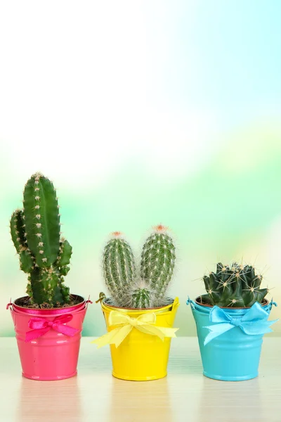 Cactuses in bright pails on wooden table — Stock Photo, Image