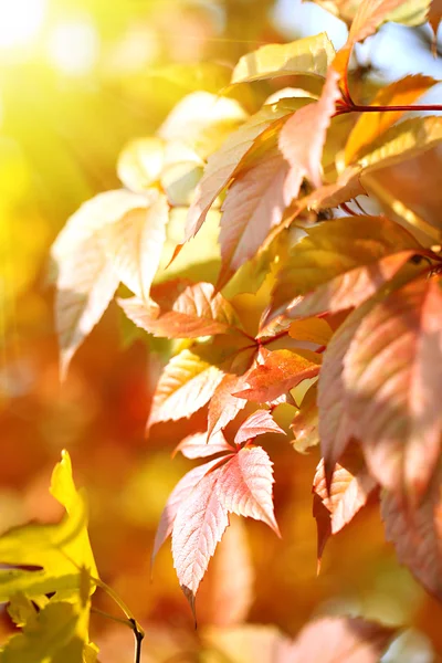 Red leaves — Stock Photo, Image