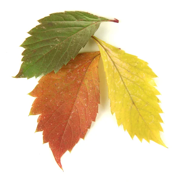 Красивые осенние листья изолированы на белом — стоковое фото