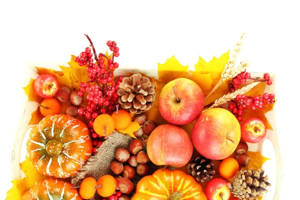 Piękny skład jesień na białym tle — Zdjęcie stockowe