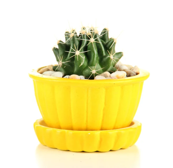 Cactus en pot de fleurs, isolé sur blanc — Photo