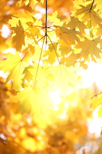 Autumnal background — Stock Photo, Image