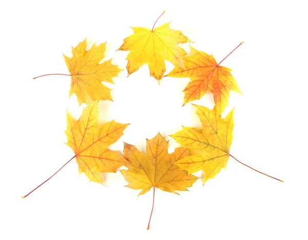 Yellow maple leaves isolated on white — Stock Photo, Image