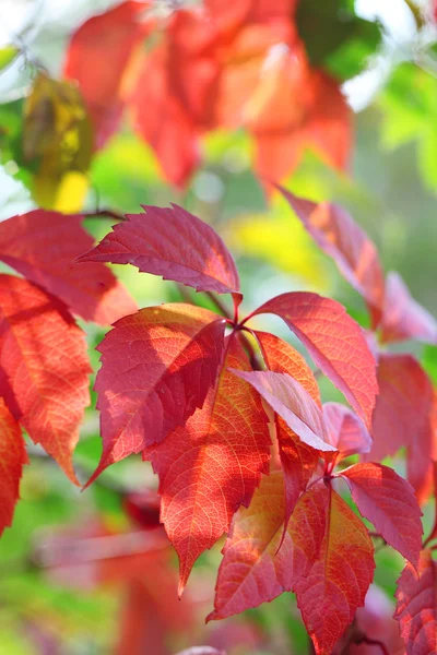 Rote Blätter auf hellem Hintergrund — Stockfoto