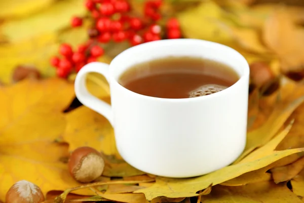 Cup of hot beverage, on yellow leaves background — Stock Photo, Image