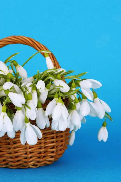 Primavera flores gota de neve em cesta de vime, em fundo de cor — Fotografia de Stock