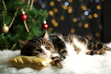 sevimli kedi Noel dekorasyonu ile halı üzerinde yalan