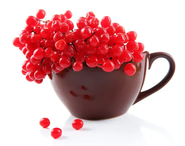 Viburnum-kupa, elszigetelt fehér piros bogyók — Stock Fotó