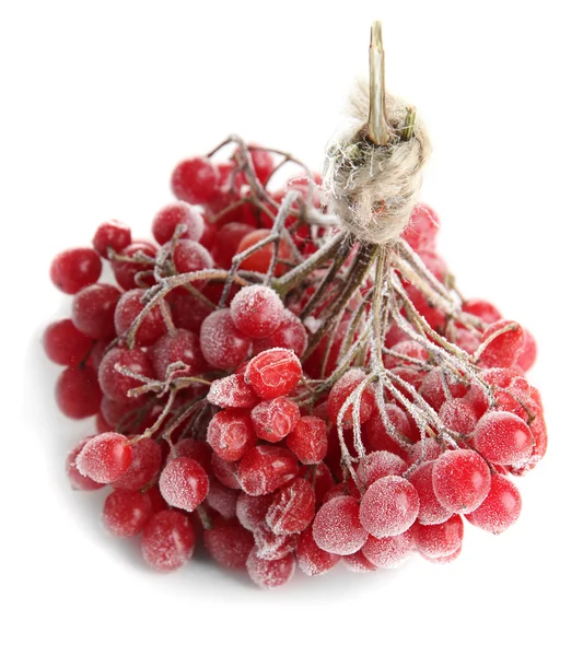 Bayas rojas de viburnum con cristales de hielo, aisladas sobre blanco —  Fotos de Stock