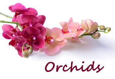 güzel orkide çiçek üzerinde beyaz izole