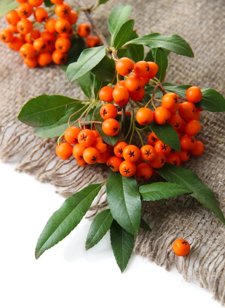 Pyracantha Firethorn orange berries with green leaves, on sackcloth, isolated on white — Stock Photo, Image