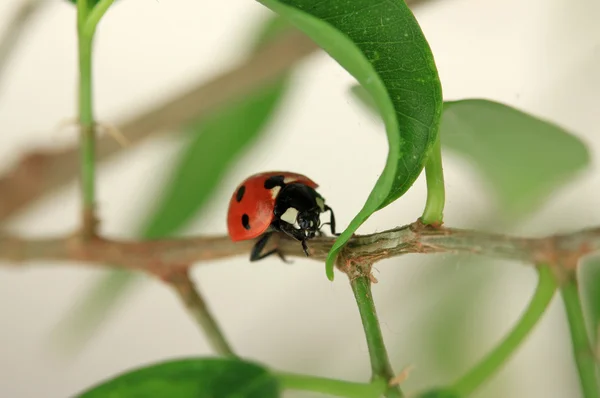 Belle coccinelle sur plante verte — Photo