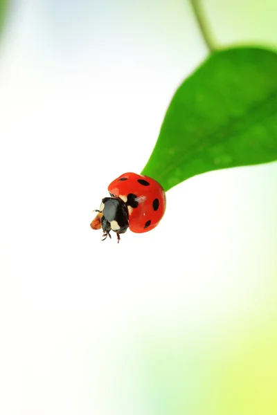 Beautiful ladybird on green leaf — Stock Photo, Image