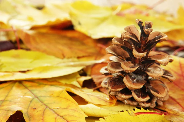 美しい秋の葉のバンプクローズアップ — ストック写真