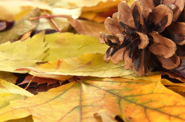 Beautiful autumn leaves with bump close up — Stock Photo, Image