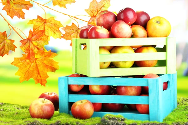 草の自然な背景の上の木箱でジューシーなりんご — ストック写真