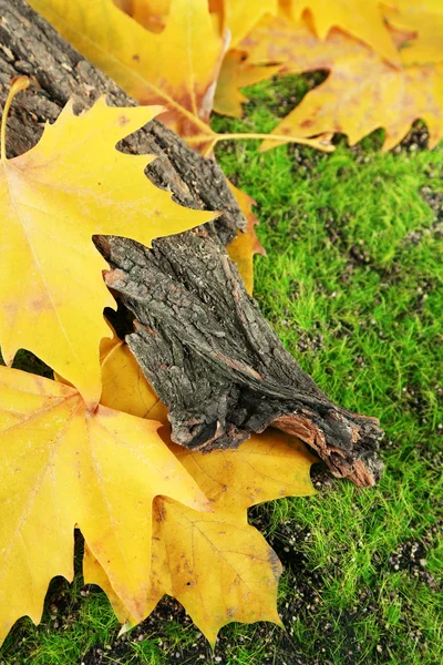 Beautiful autumn leaves near bark on grass — Stock Photo, Image