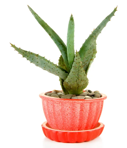 Aloe im Blumentopf, isoliert auf weiß — Stockfoto