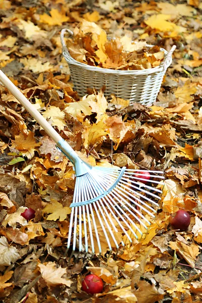 Pulizia di foglie di autunno in parco — Foto Stock